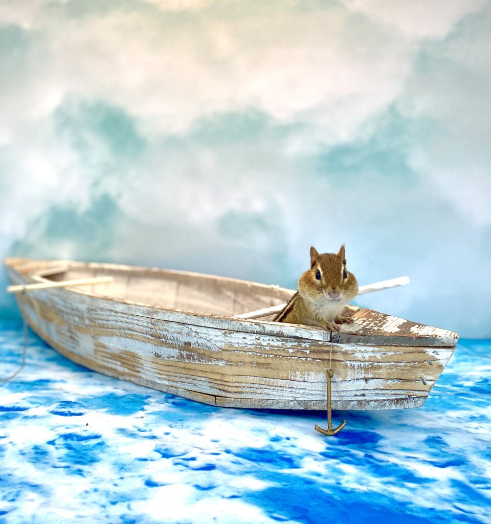 Photo, chipmunk in rowboat